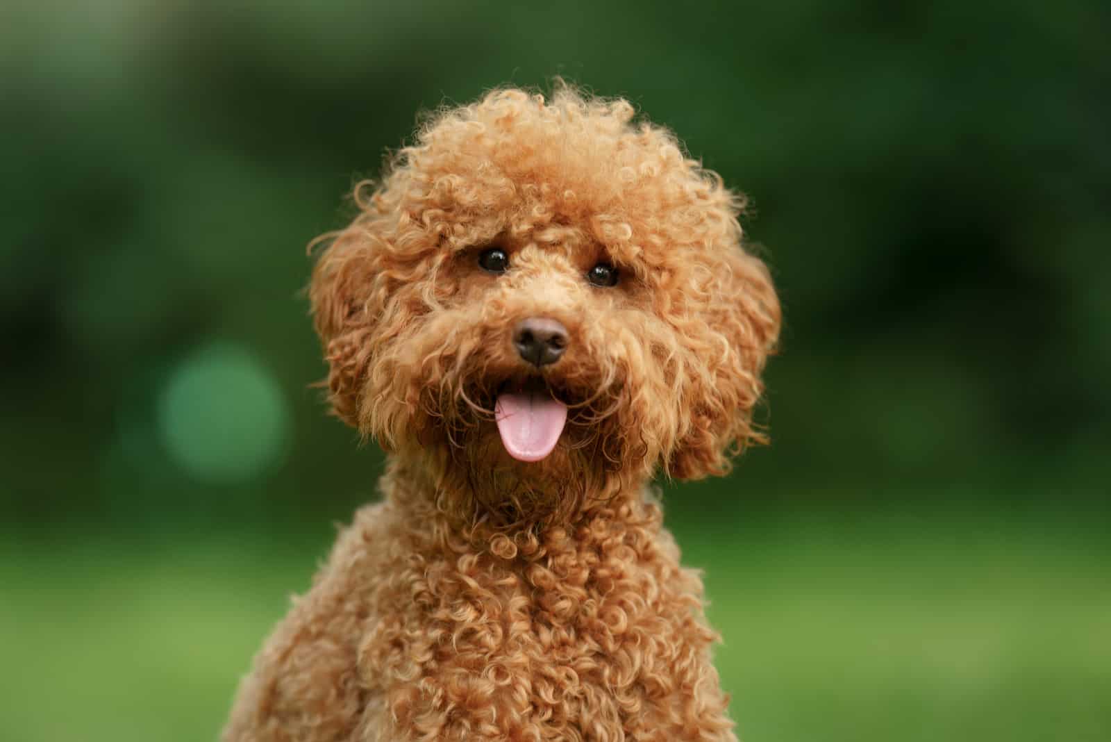 cute maltipoo posing for camera