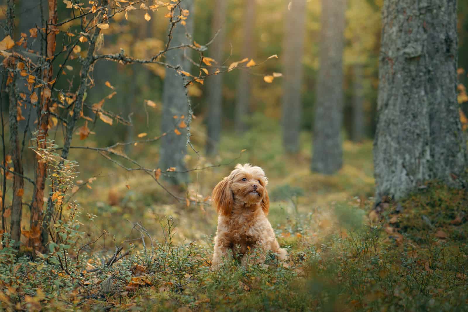 cute maltipoo sitting in woods