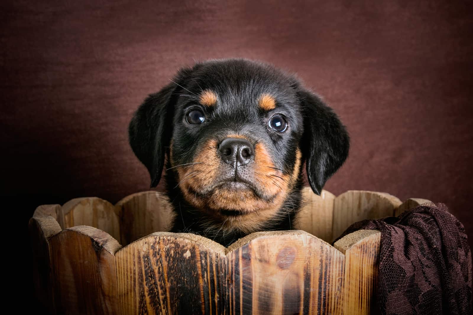 cute rottweiler puppy in a bucket
