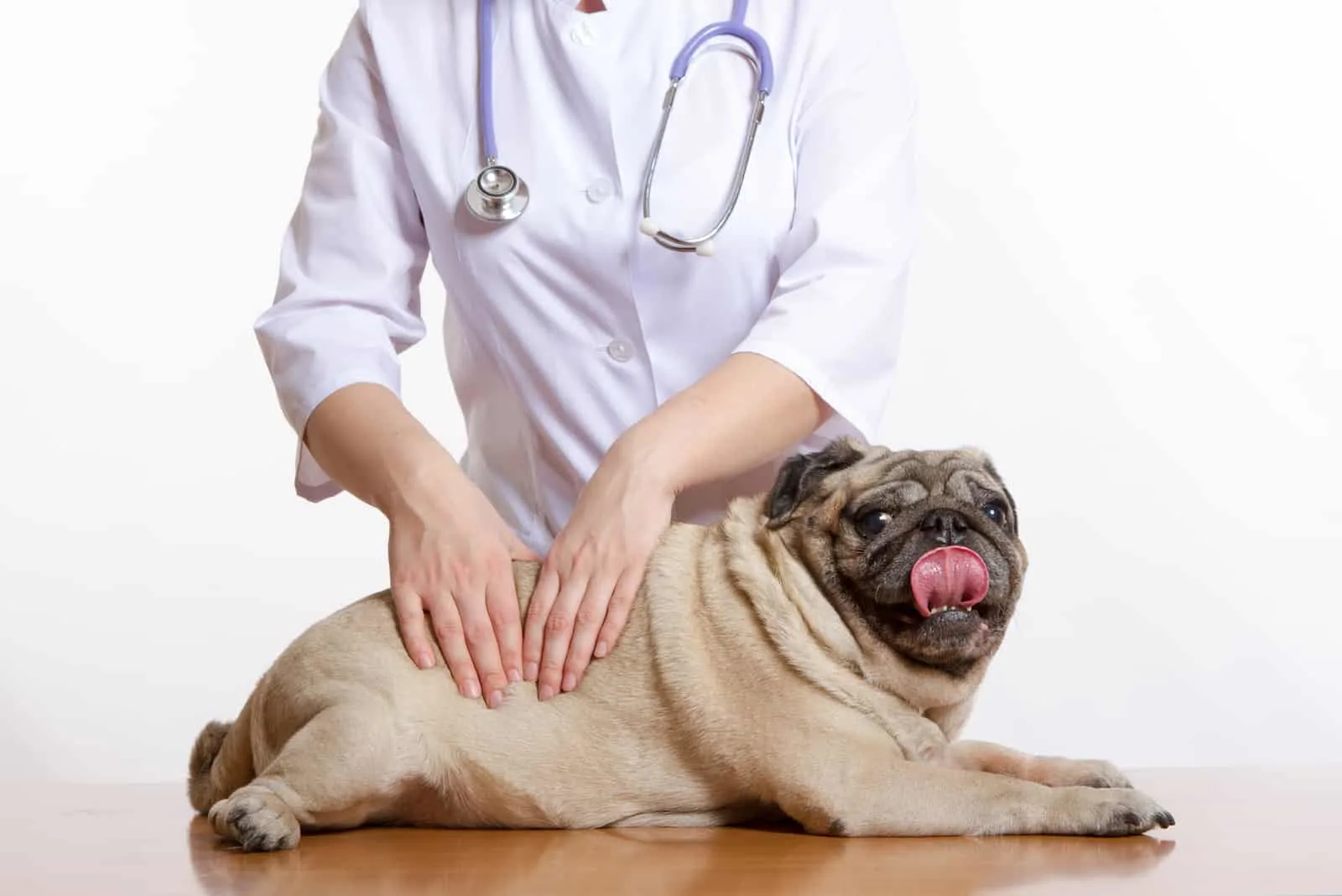 doctor examining pug dog on the desk