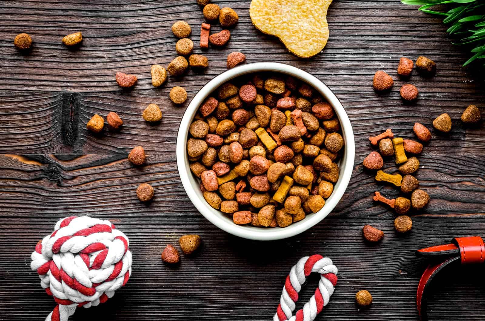 dog food on a table