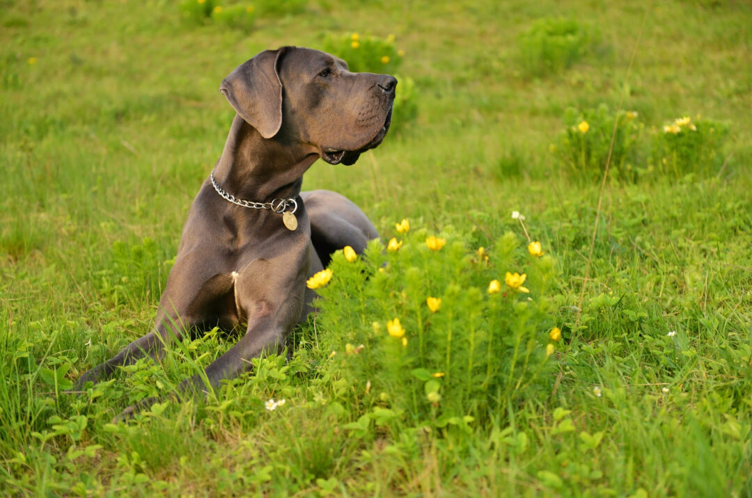 The Great Dane Feeding Chart How To Feed Your Pup