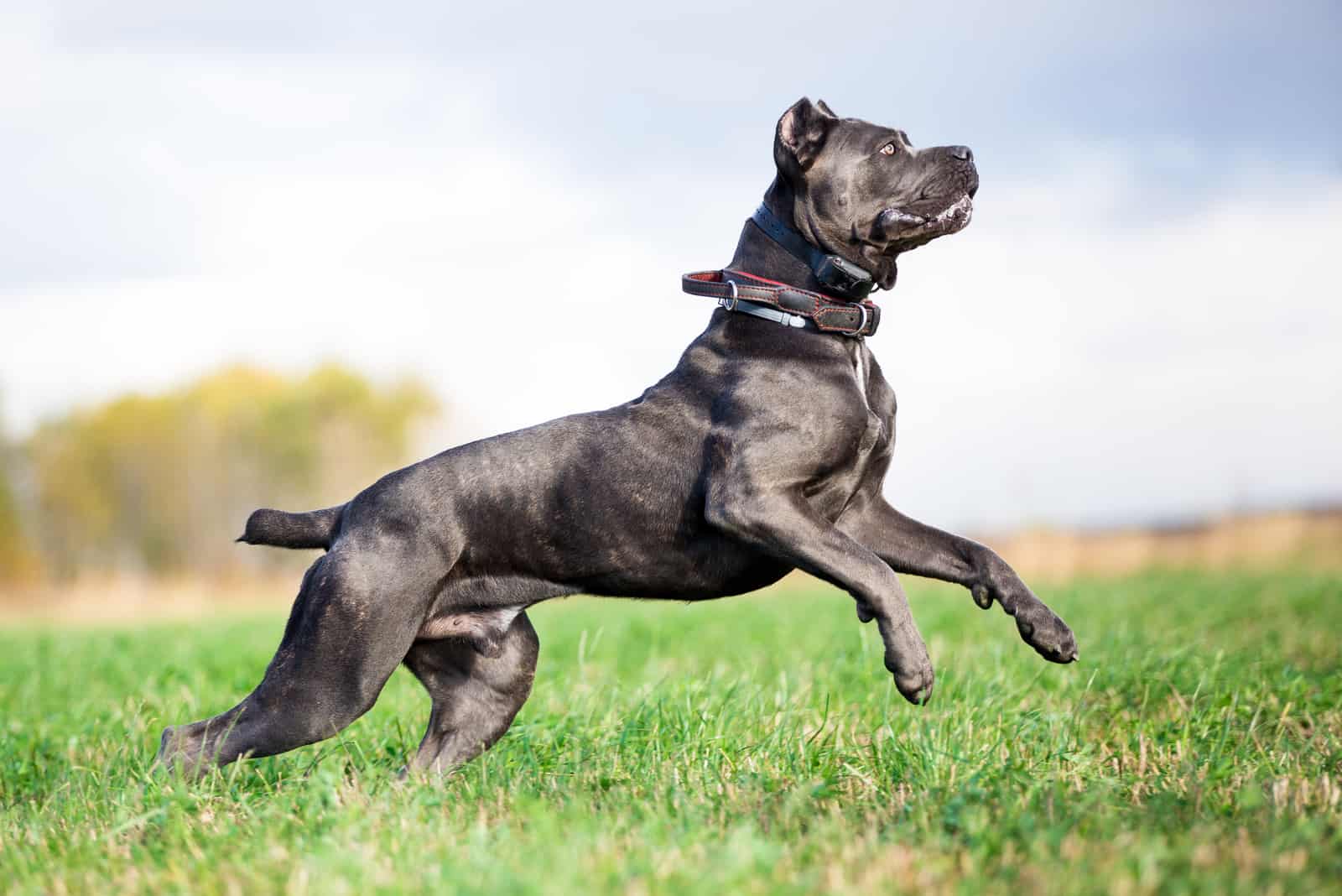 grey Cane Corso dog playing in field