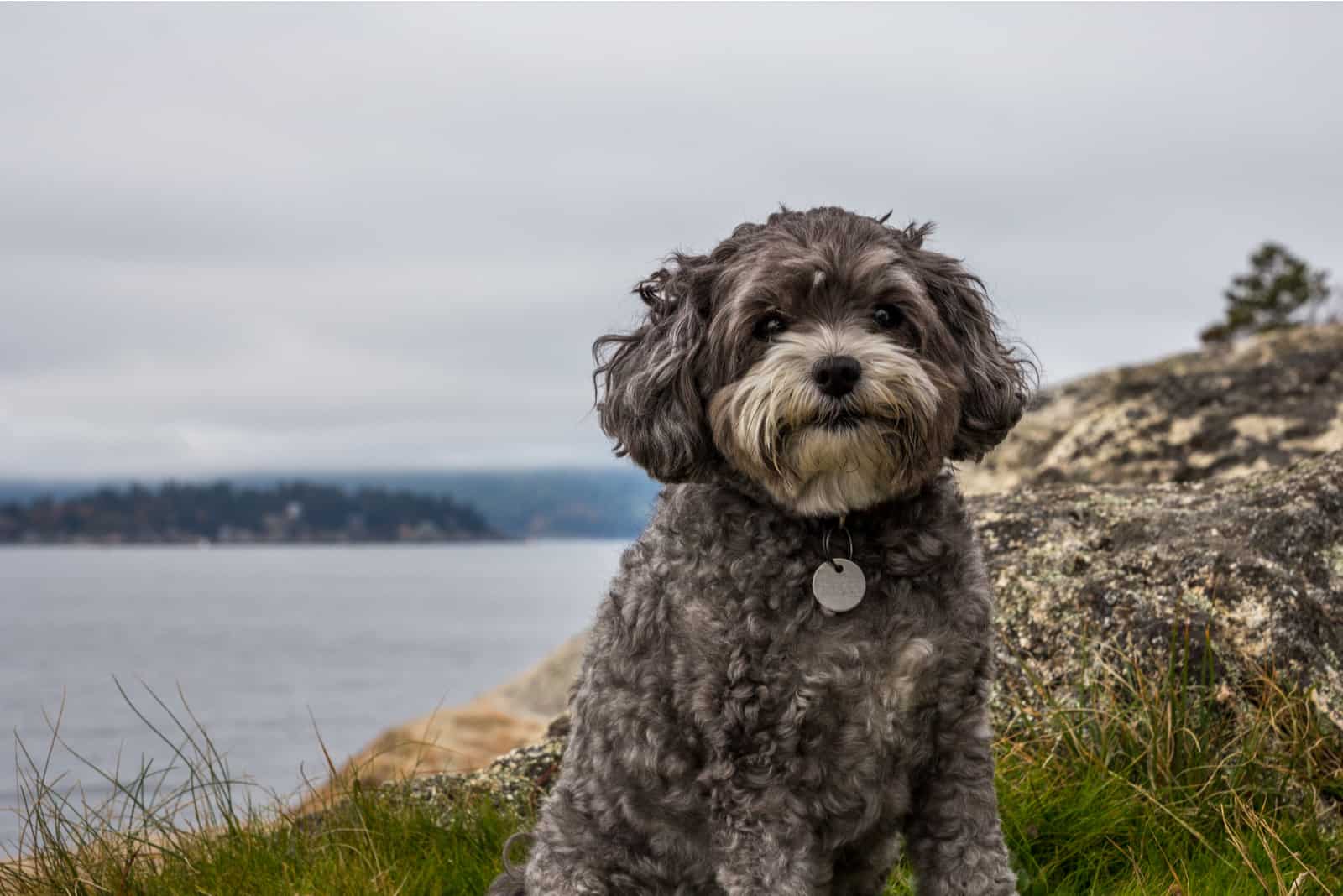 grey maltipoo sitting by rock