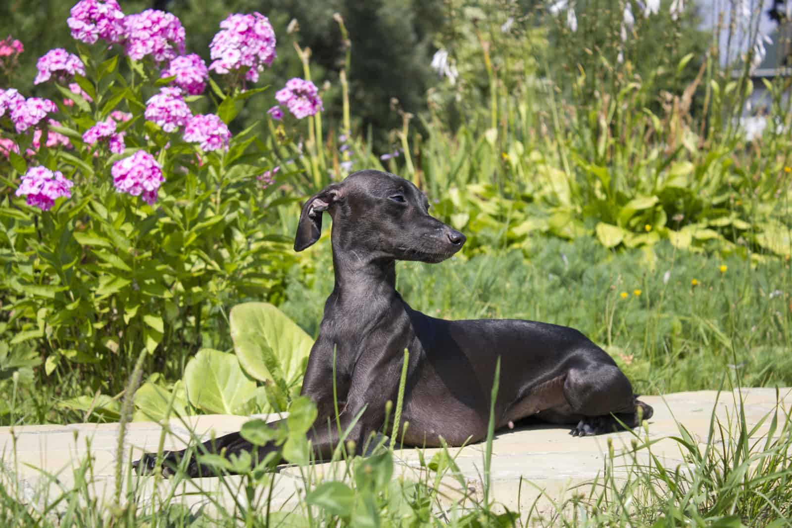 greyhound sitting in garden