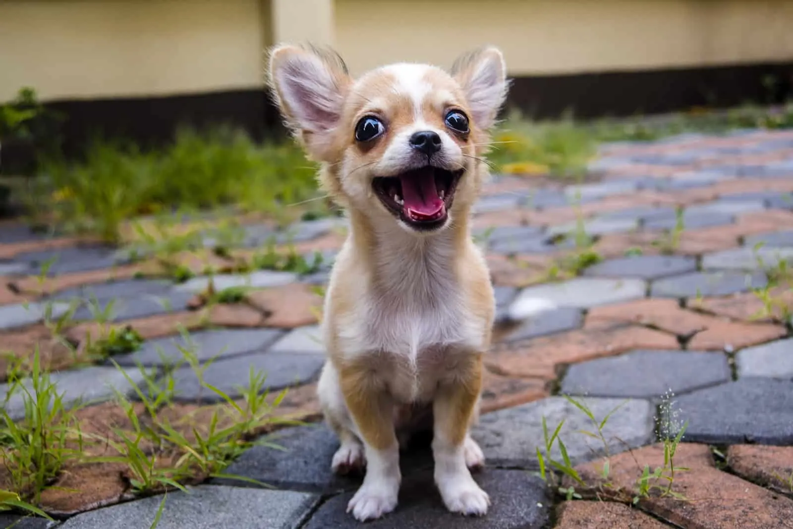 happy Chihuahua looking in camera