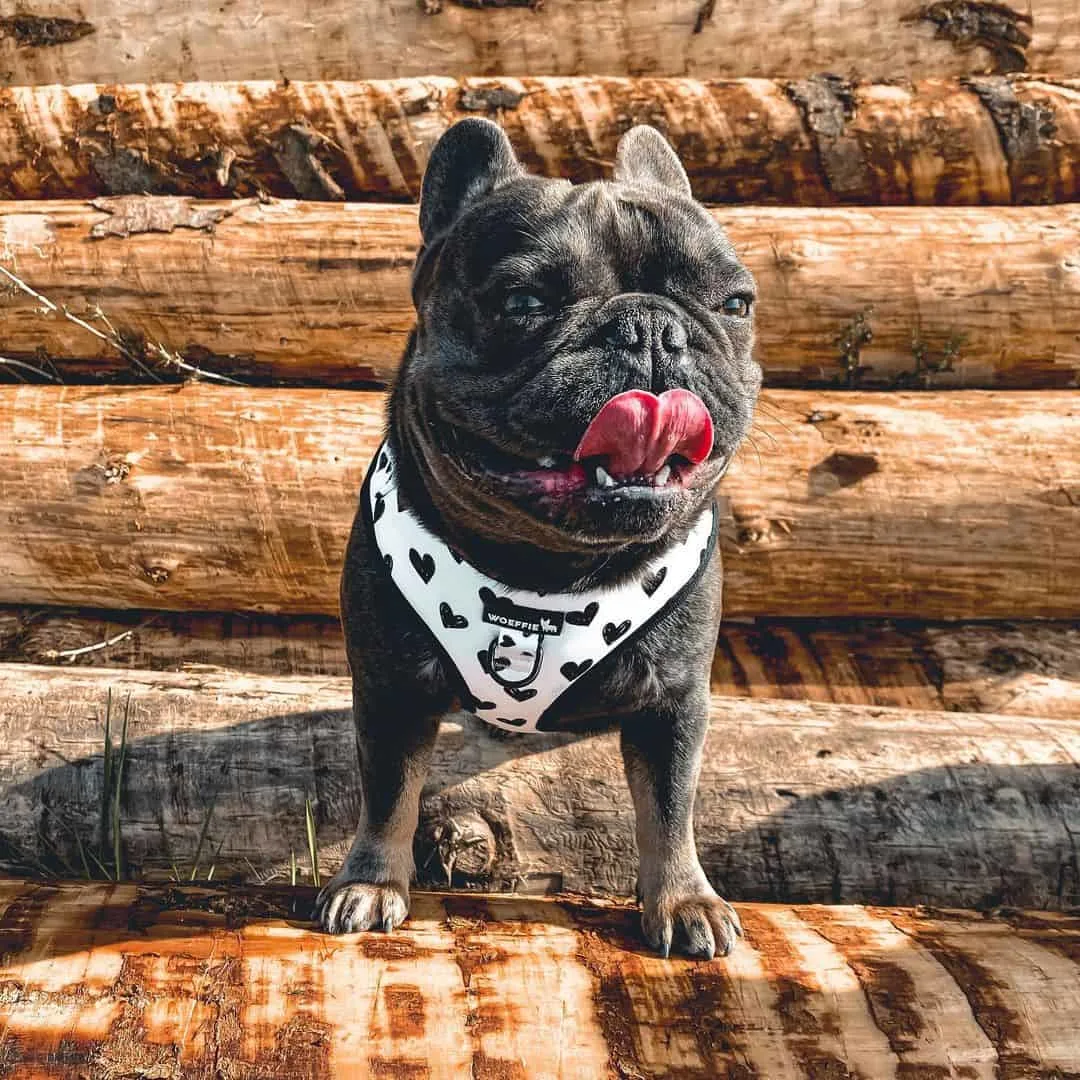 happy French Bulldog standing outside