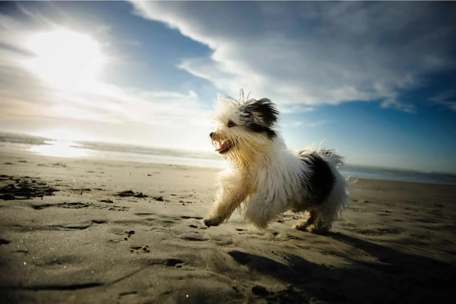 havanese dog at the beach