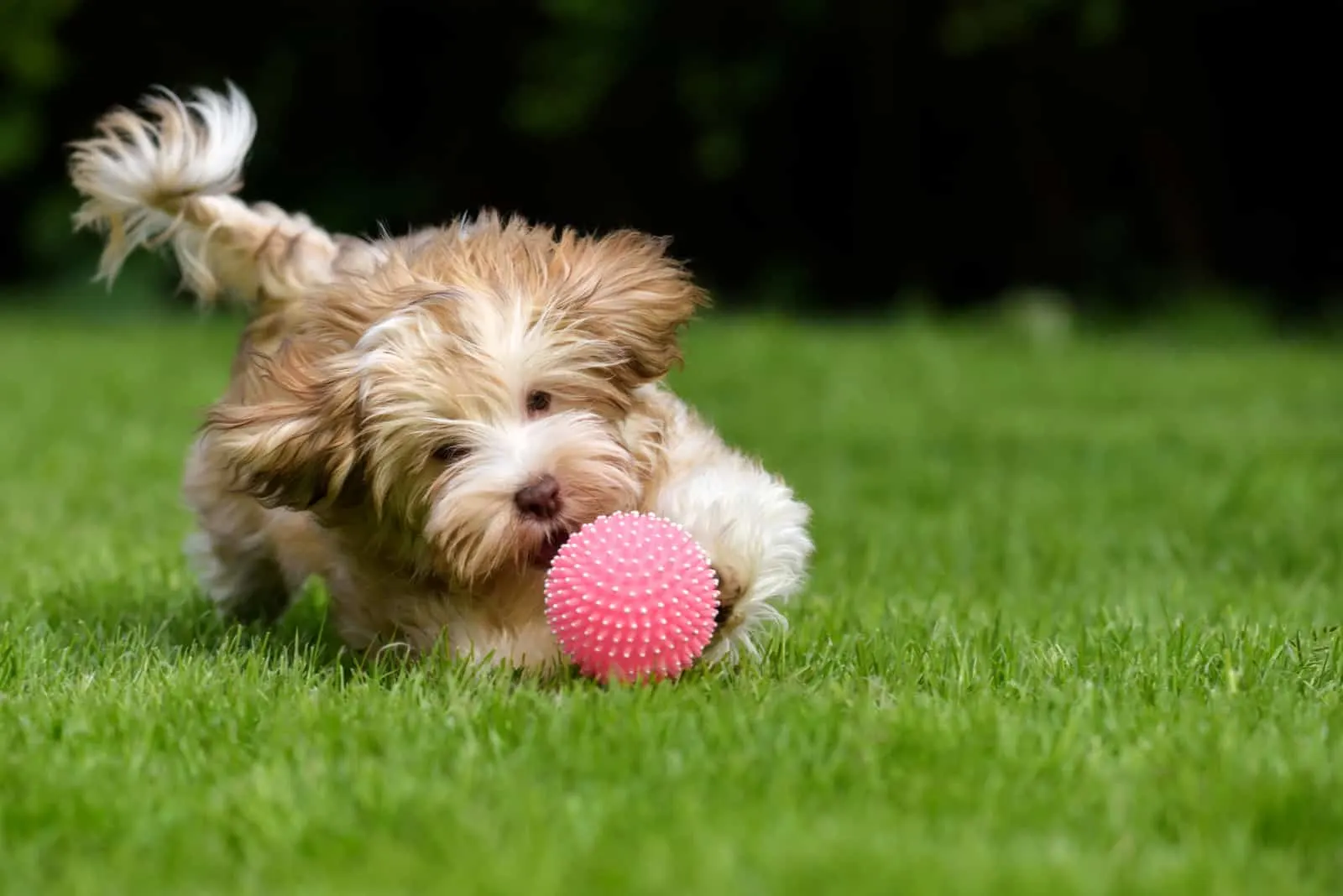 havanese dog chasing a ball