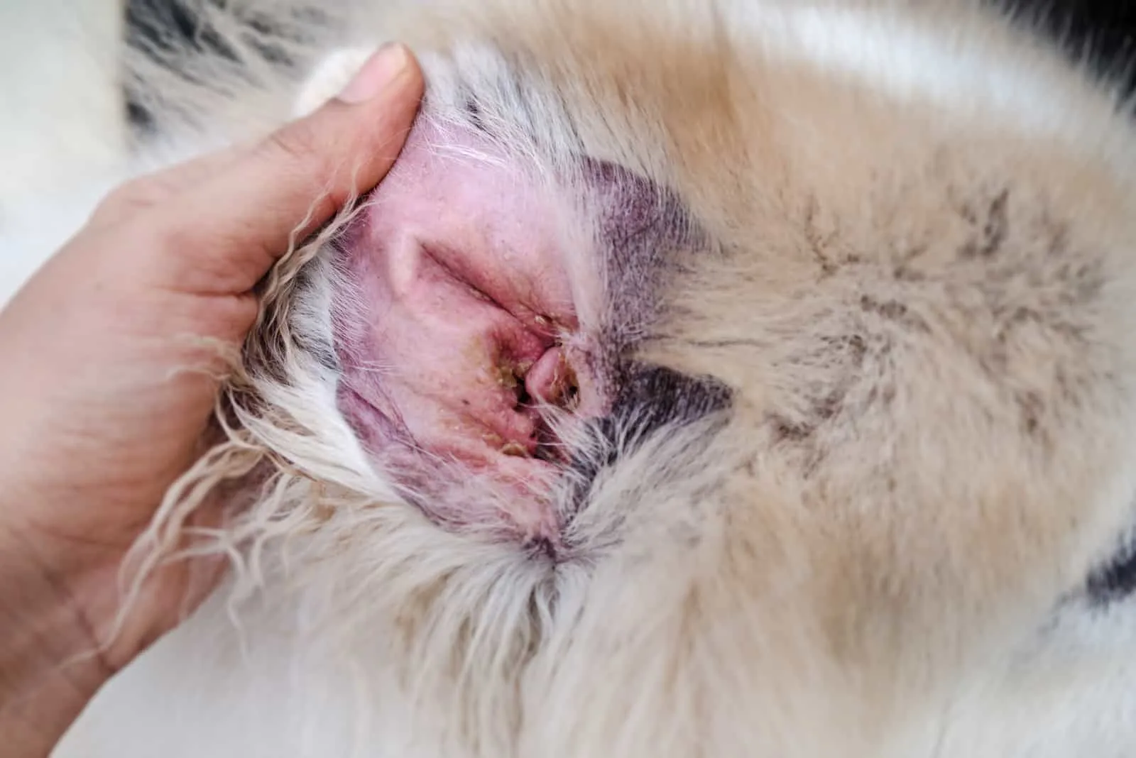 infected dog's ear with Malassezia pachydermatis