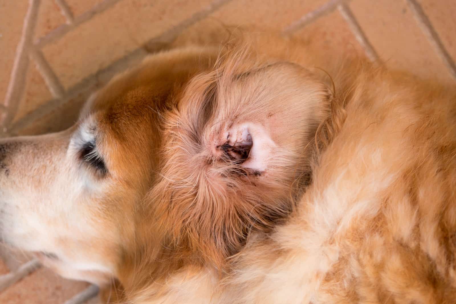 infected dog's ear