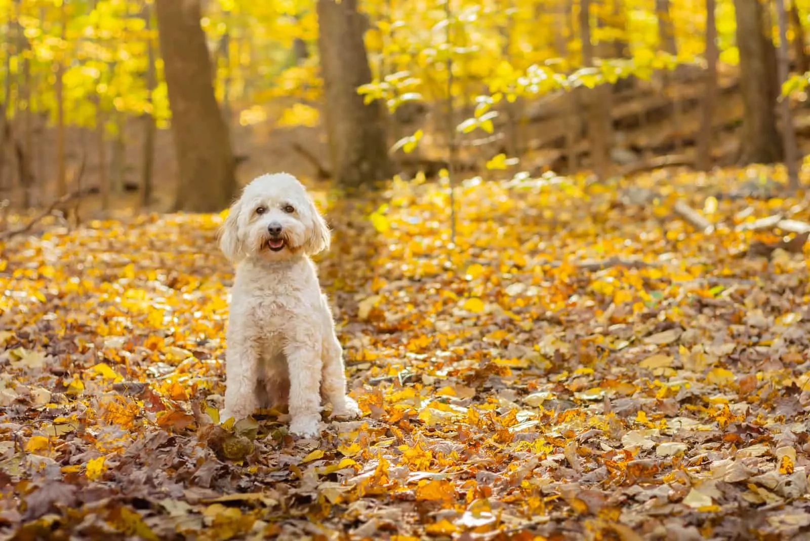 labradoodle dog sitting in the wood on the leaves