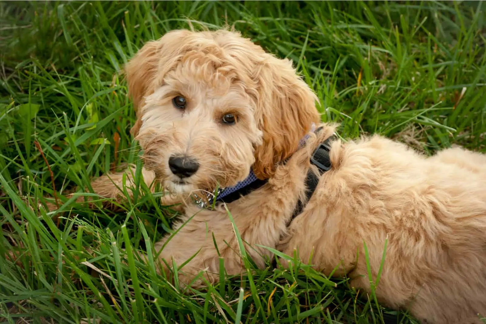 labradoodle sitting in grass looking at camera