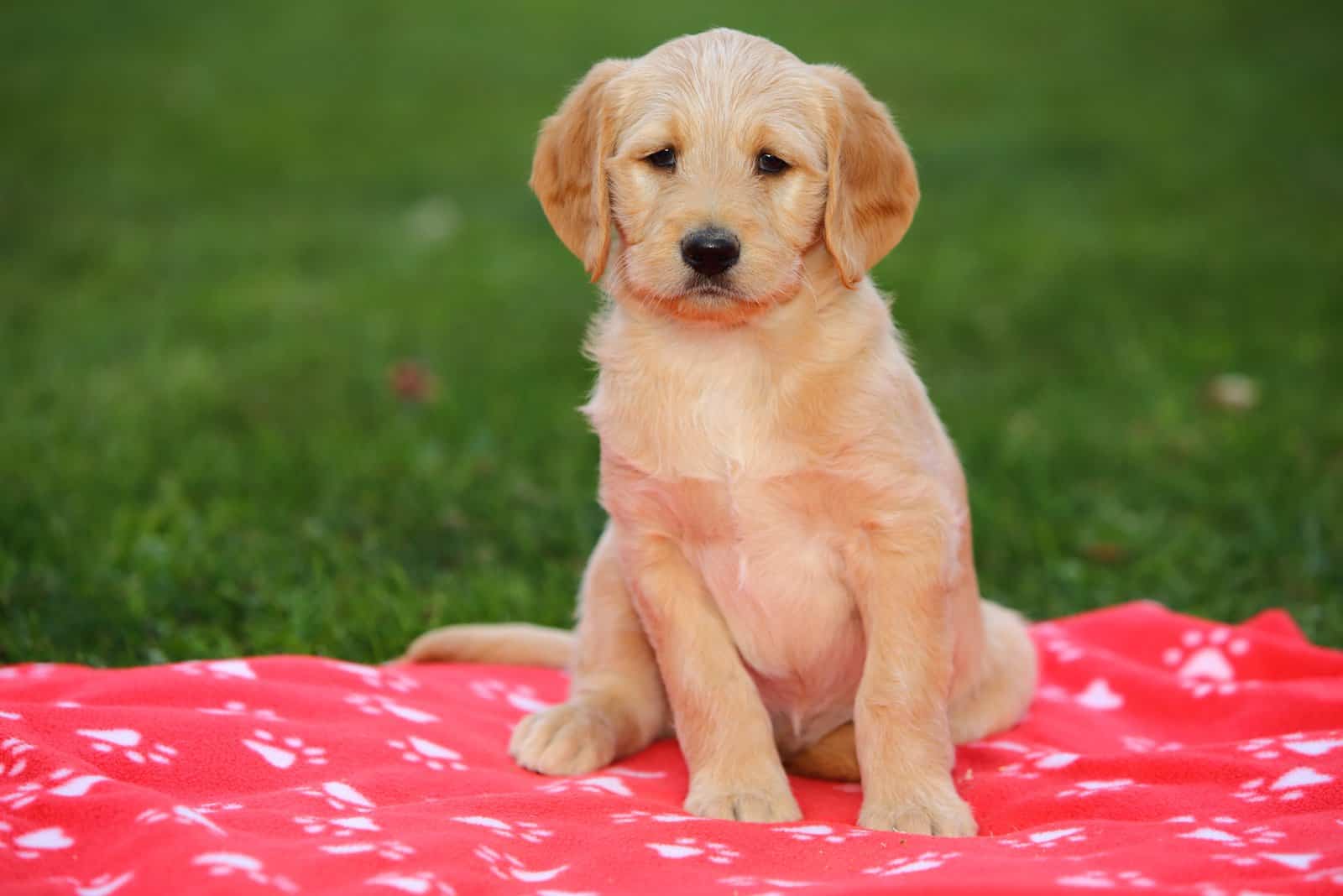 labradoodle sitting on red blanket