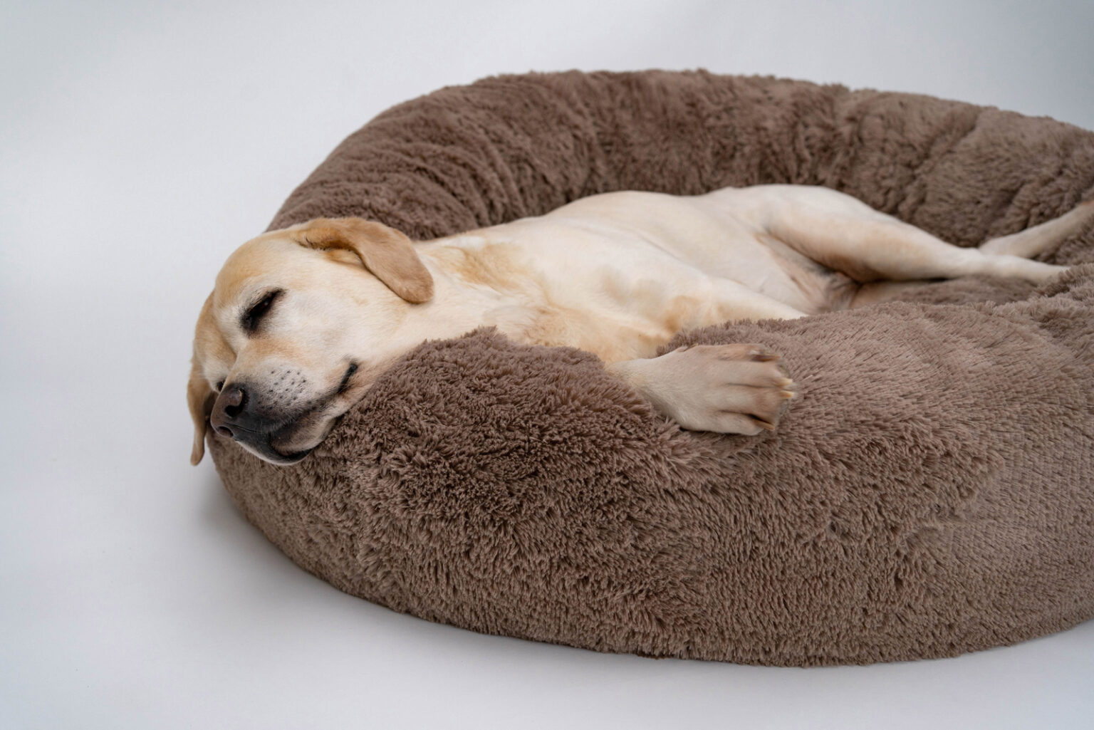 10 Best Dog Beds For Labradors Reviews And Buyer’s Guide