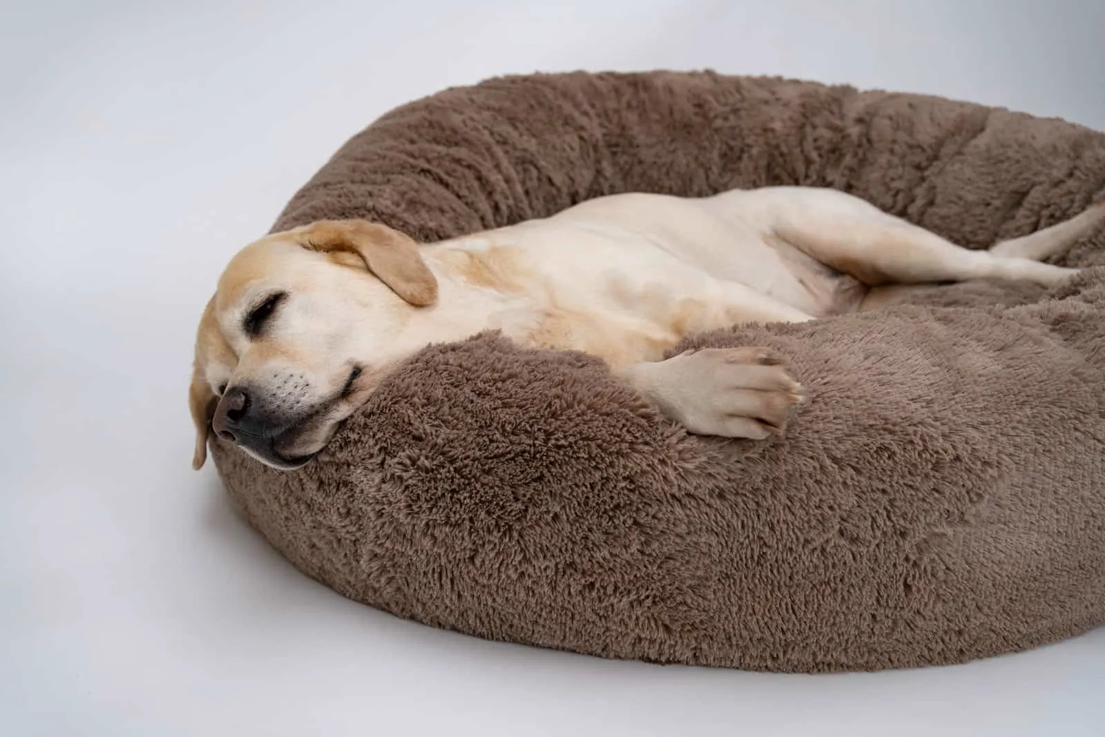 labrador lying in the best dog bed for labrador
