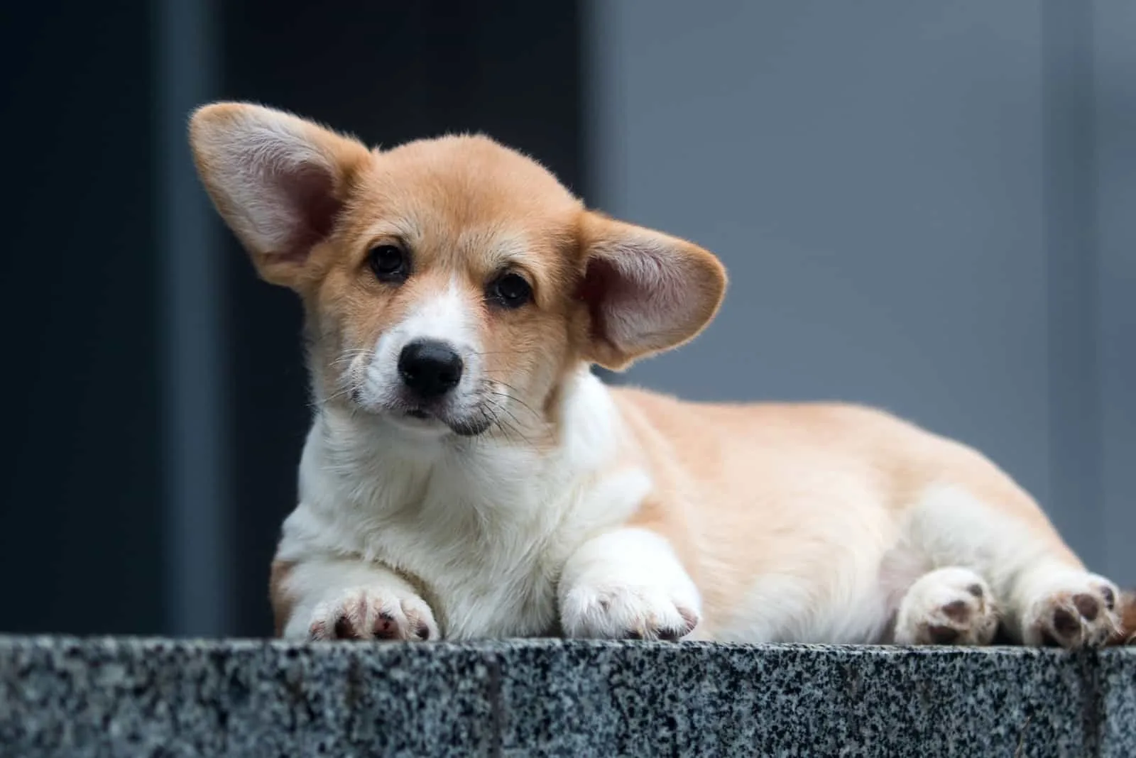 little welsh corgi puppy on the porch of the house