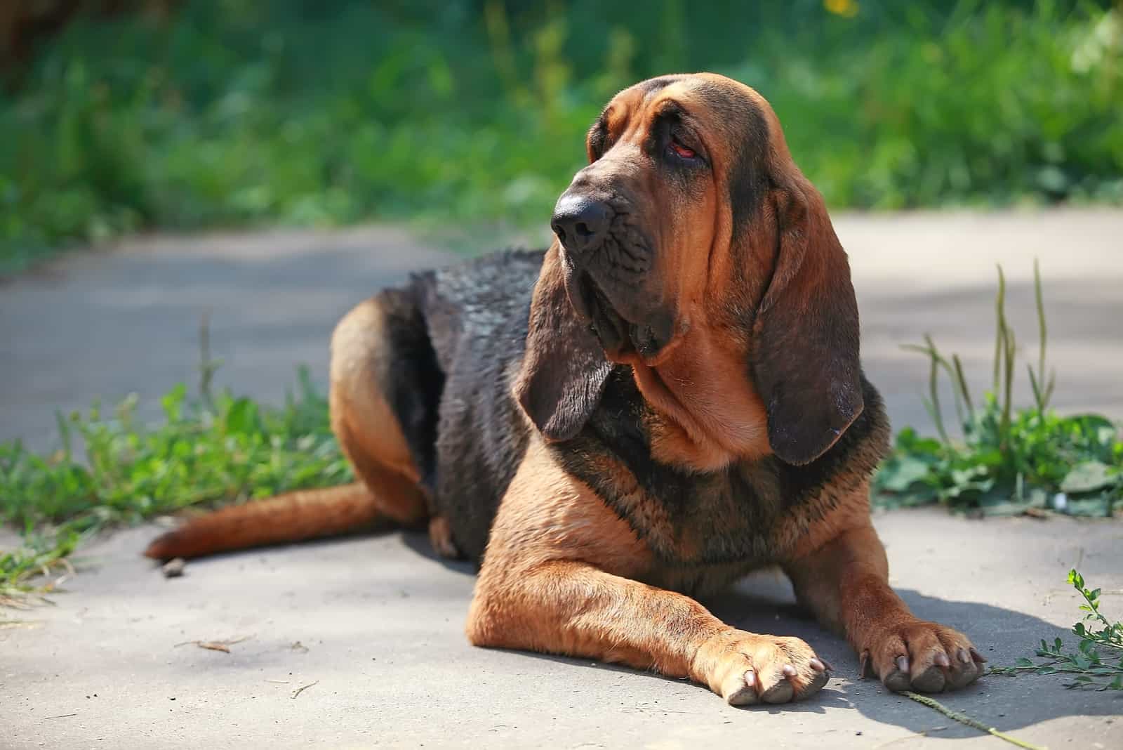 lying on the sidewalk and looking away