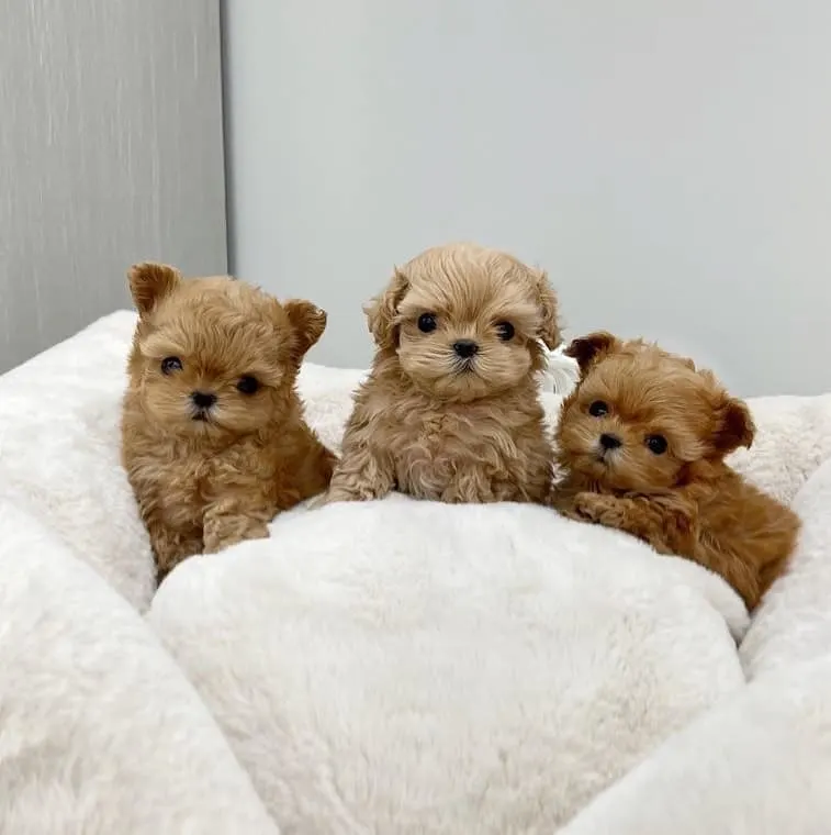 maltipoo puppies sitting on bed