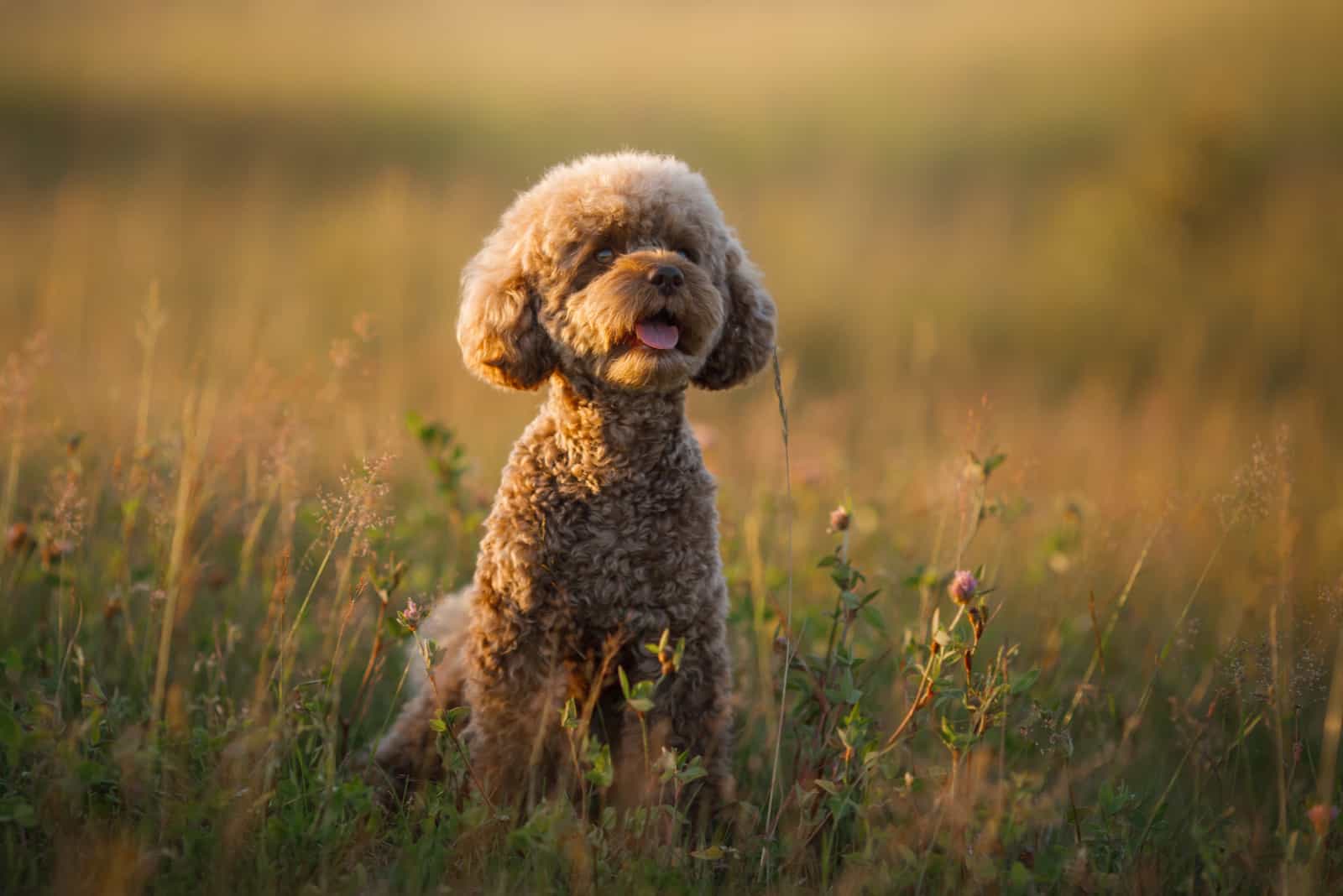 maltipoo sitting in field