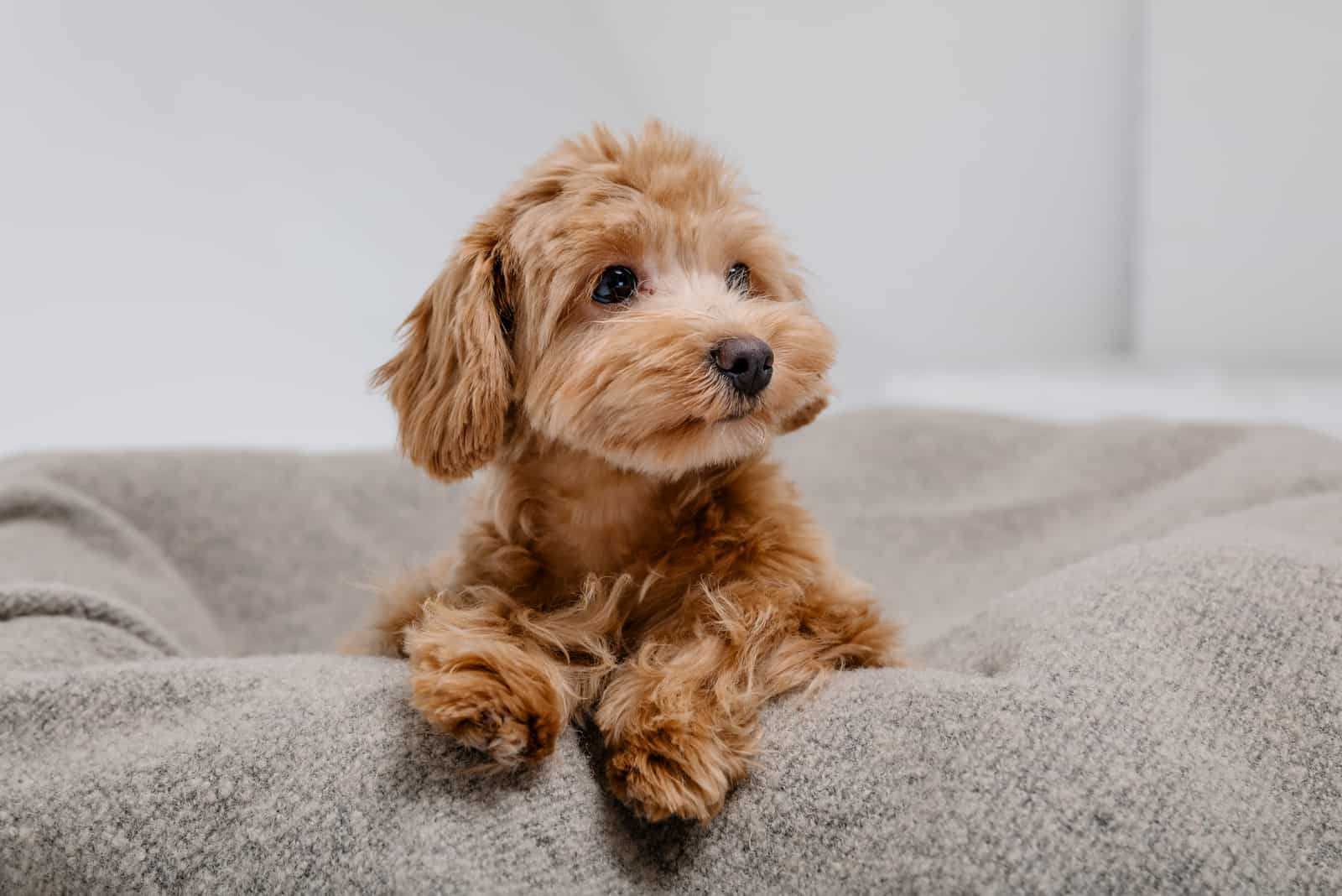 maltipoo sitting on bed looking away