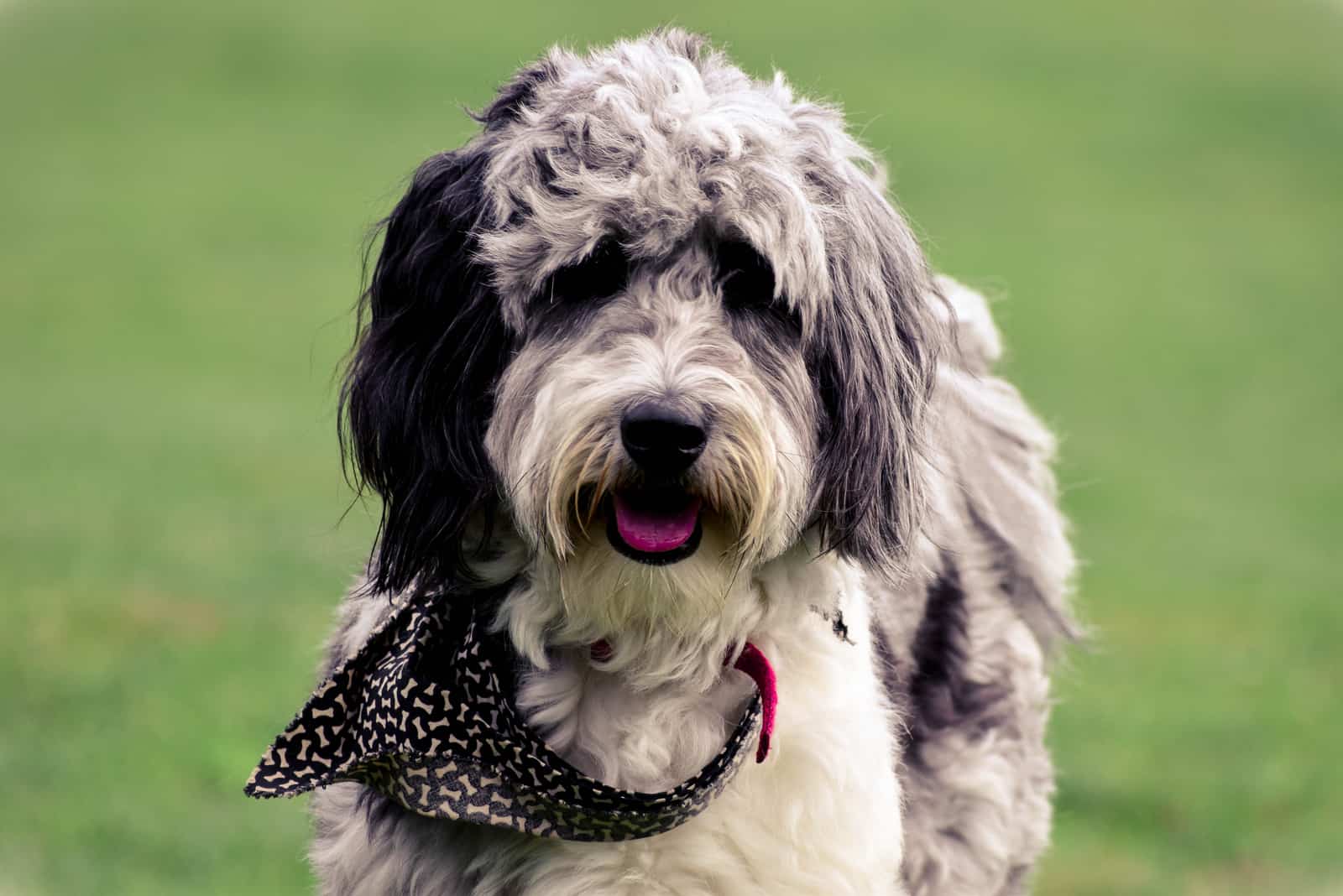 mini Aussiedoodle standing on grass looking at camera