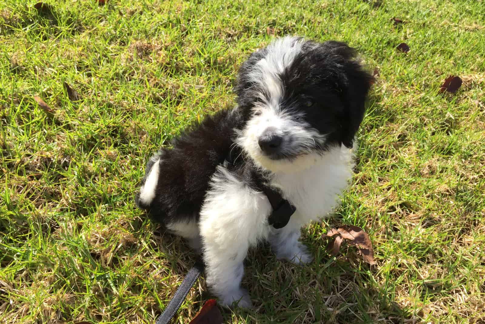 mini Bordoodle sitting on grass