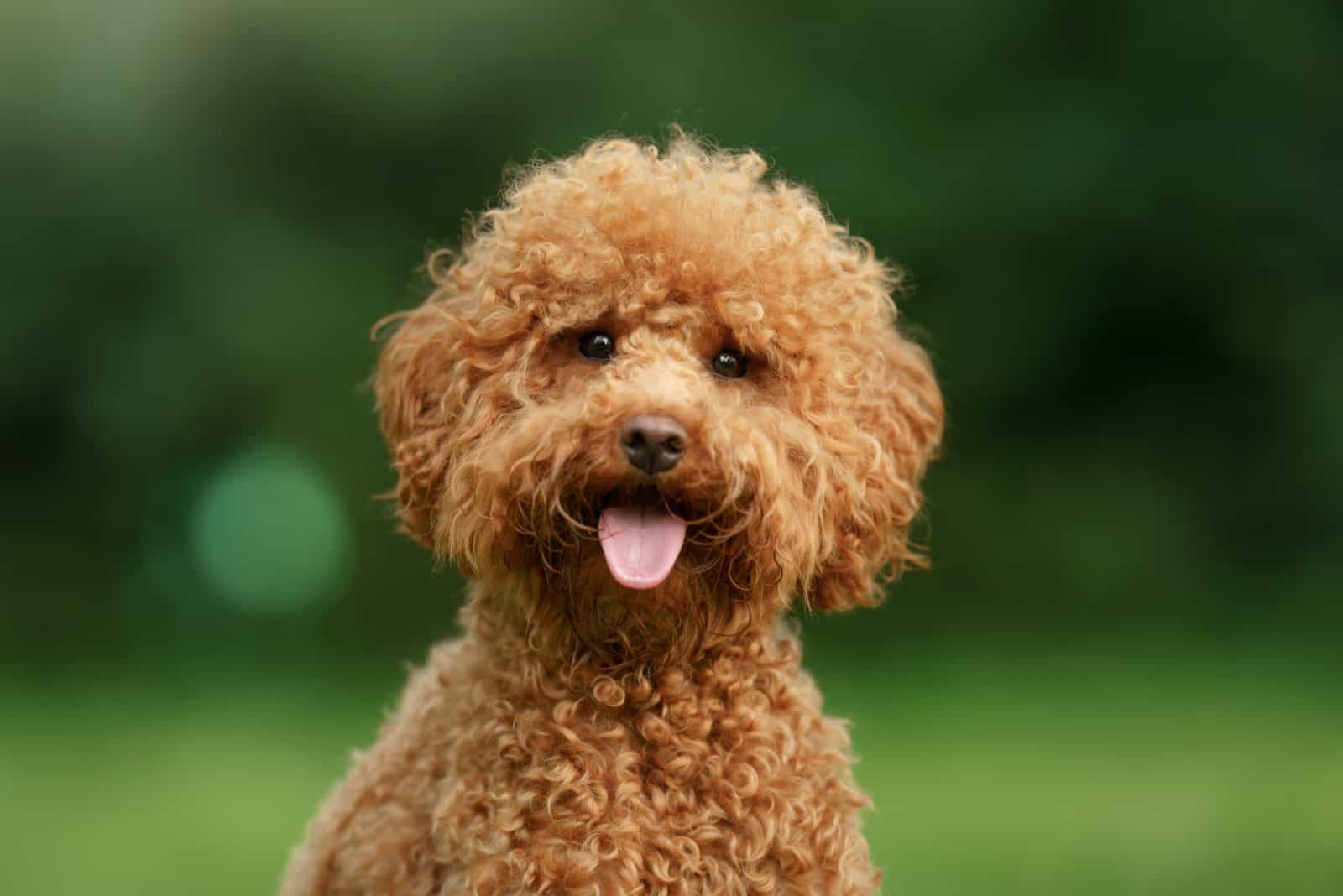 mini Maltipoo standing outside