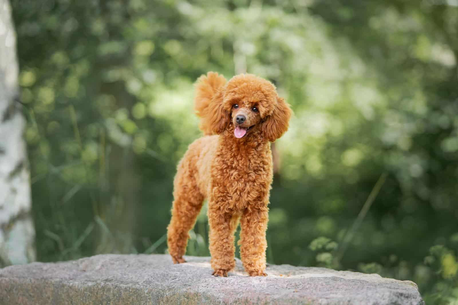 miniature poodle standing outside on rock