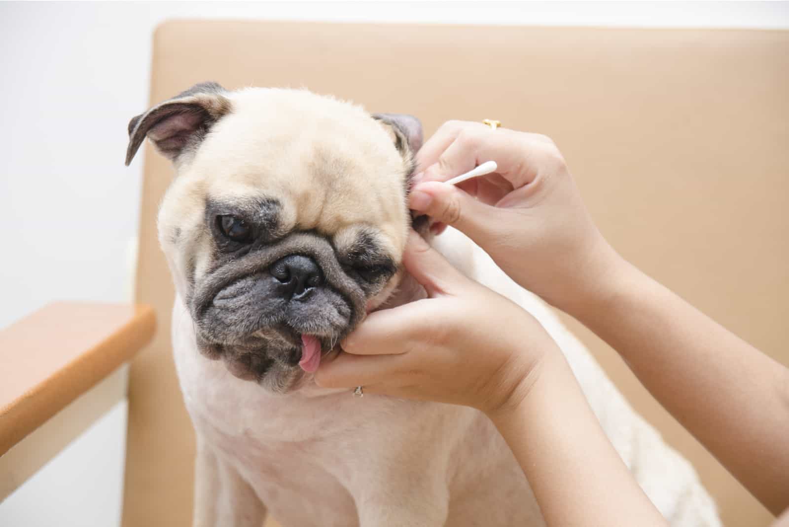 owner cleaning his dog's ears