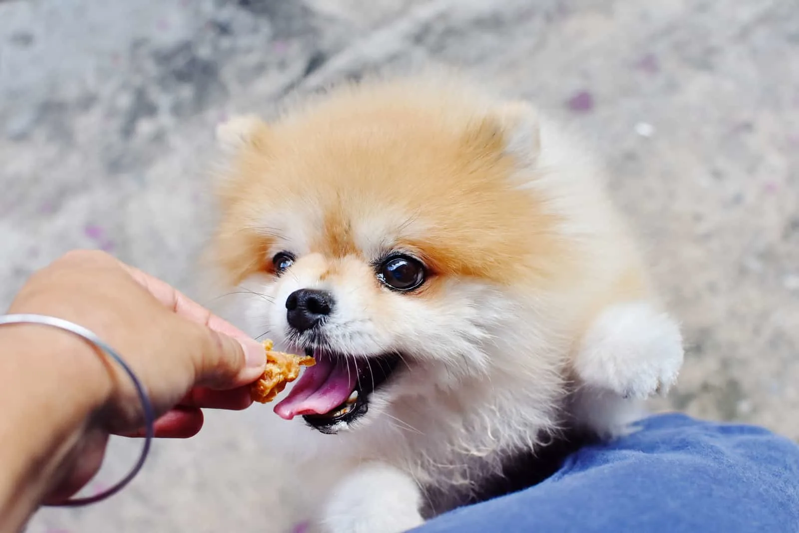 owner giving pomeranian a treat