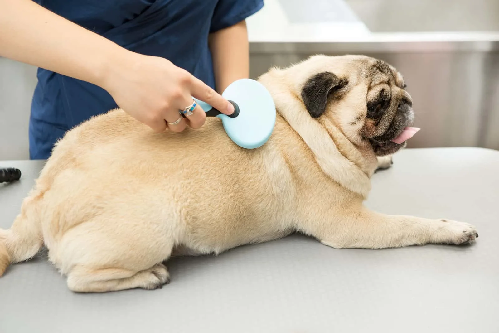 owner grooming pug with brush