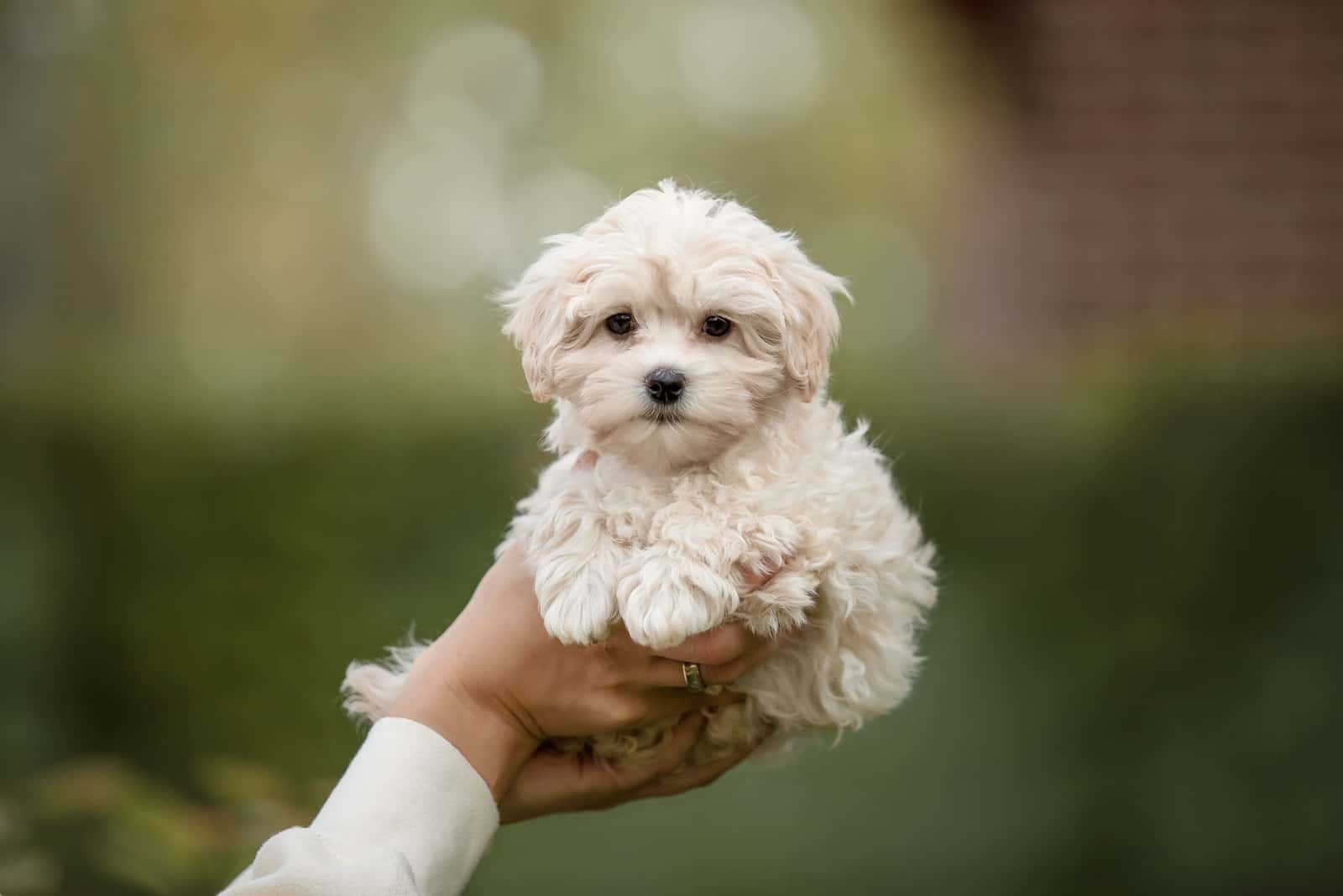 owner holding Maltipoo in hands