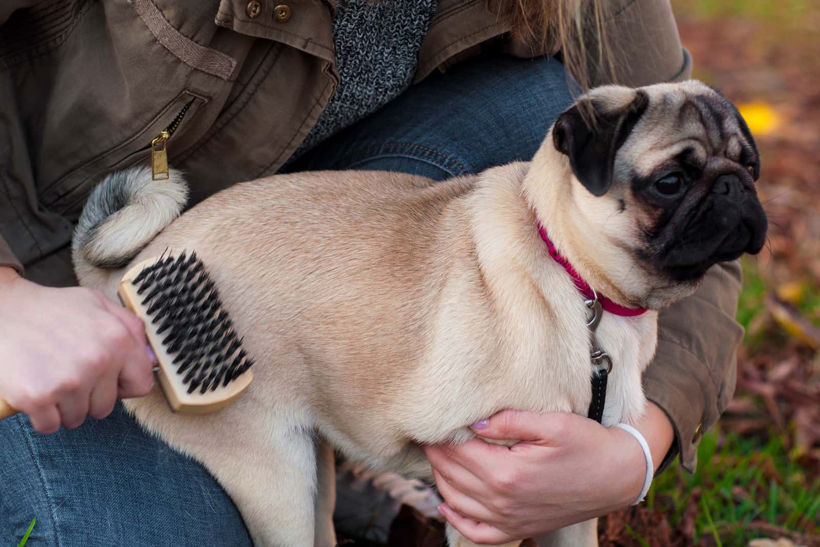 owner holding her pug and brushing his hair