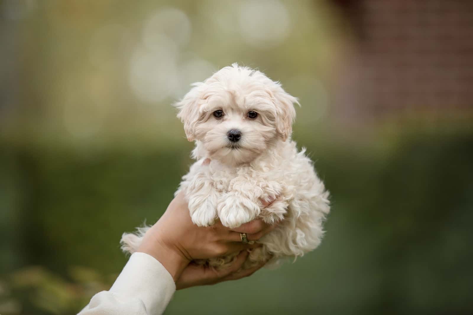 owner holding white Maltipoo in hands