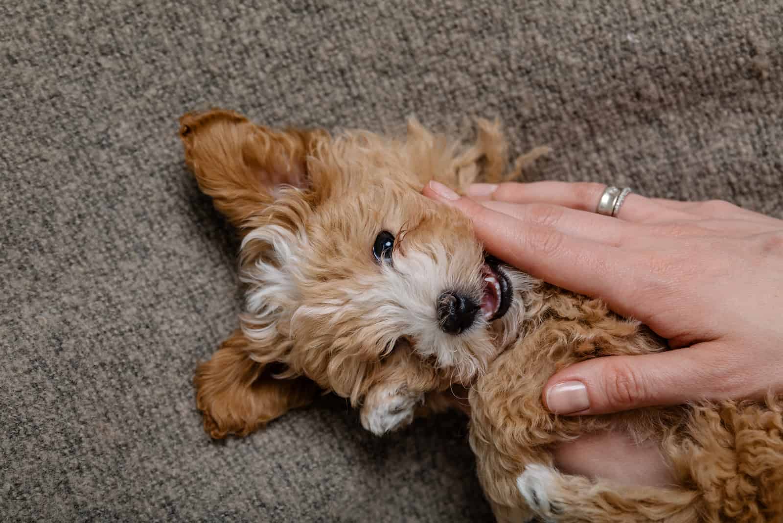 owner playing with his maltipoo
