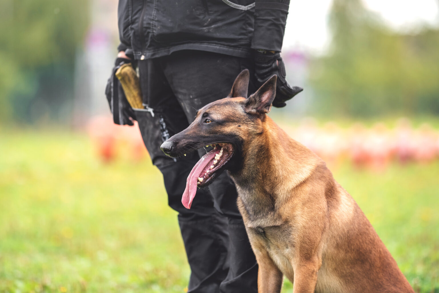 Belgian Malinois Training 7 Methods For Successful Training