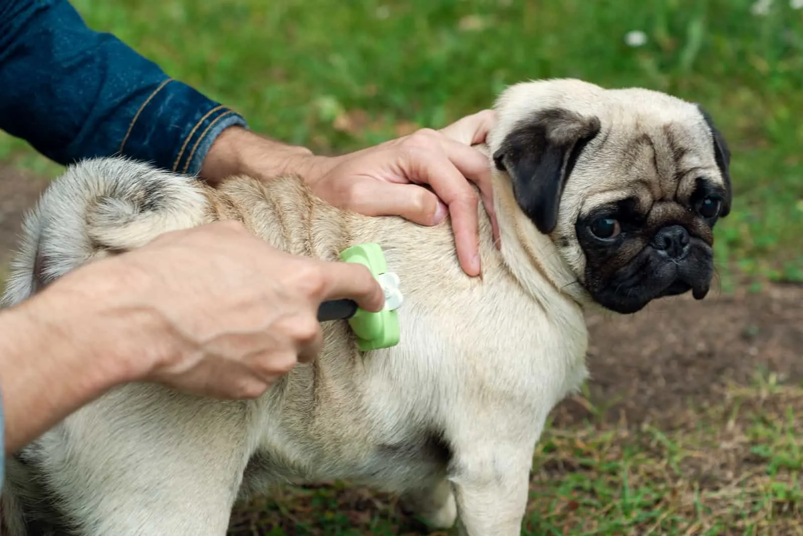 person grooming pug outside with brush