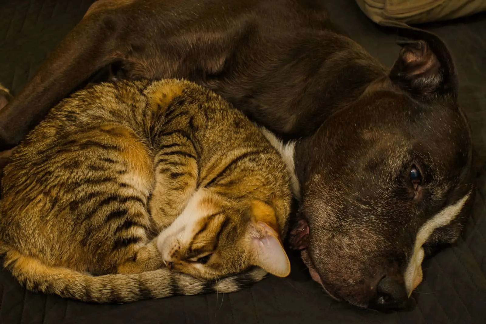 pitbull sleeping next to a cat