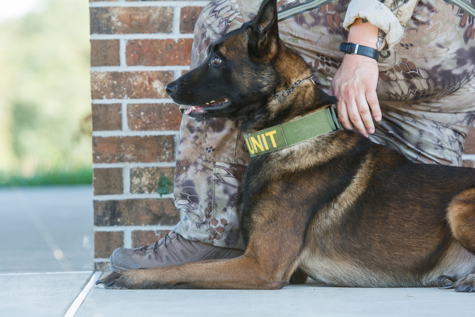 Belgian Malinois Training: 7 Methods For Successful Training
