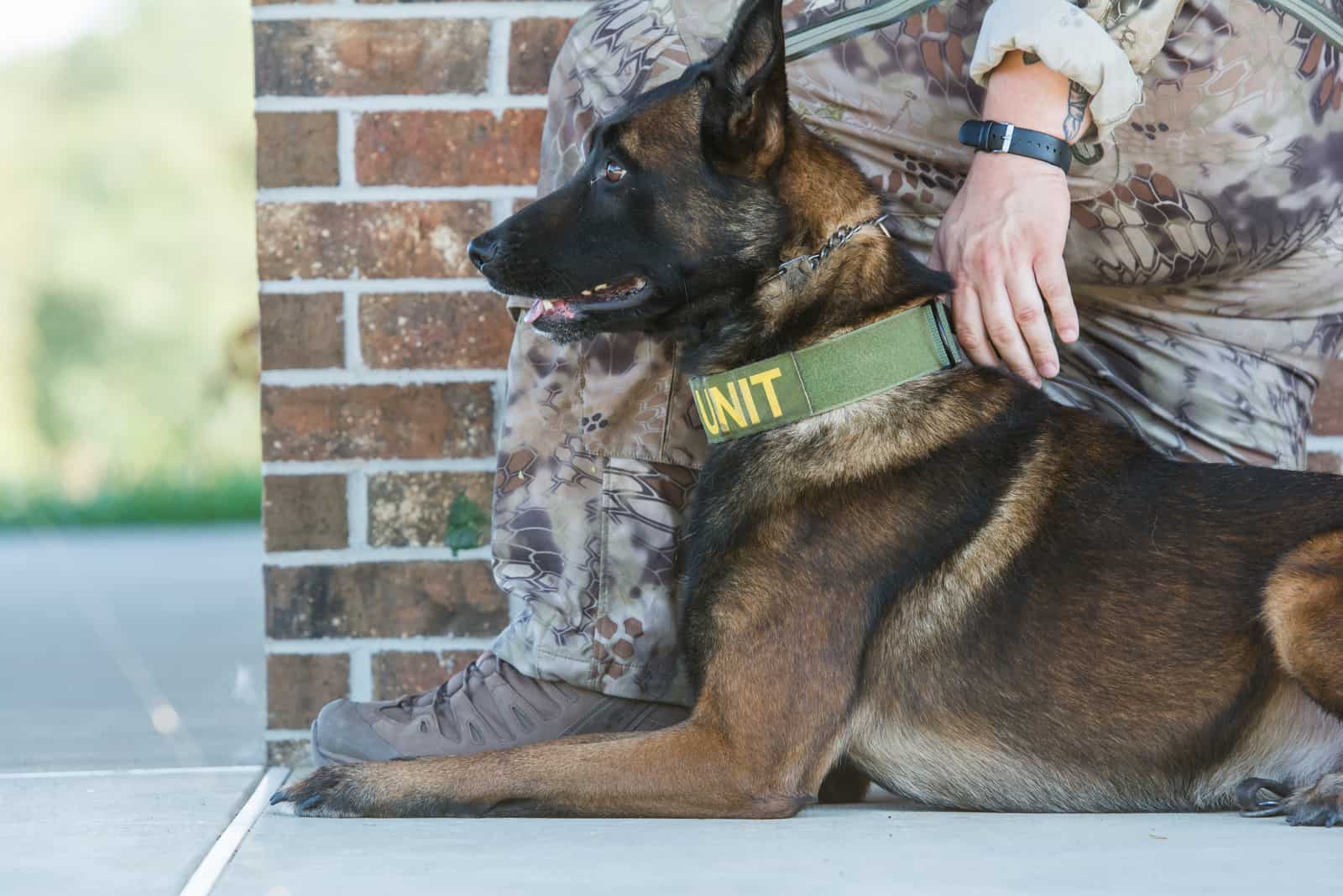 police dog sitting by man