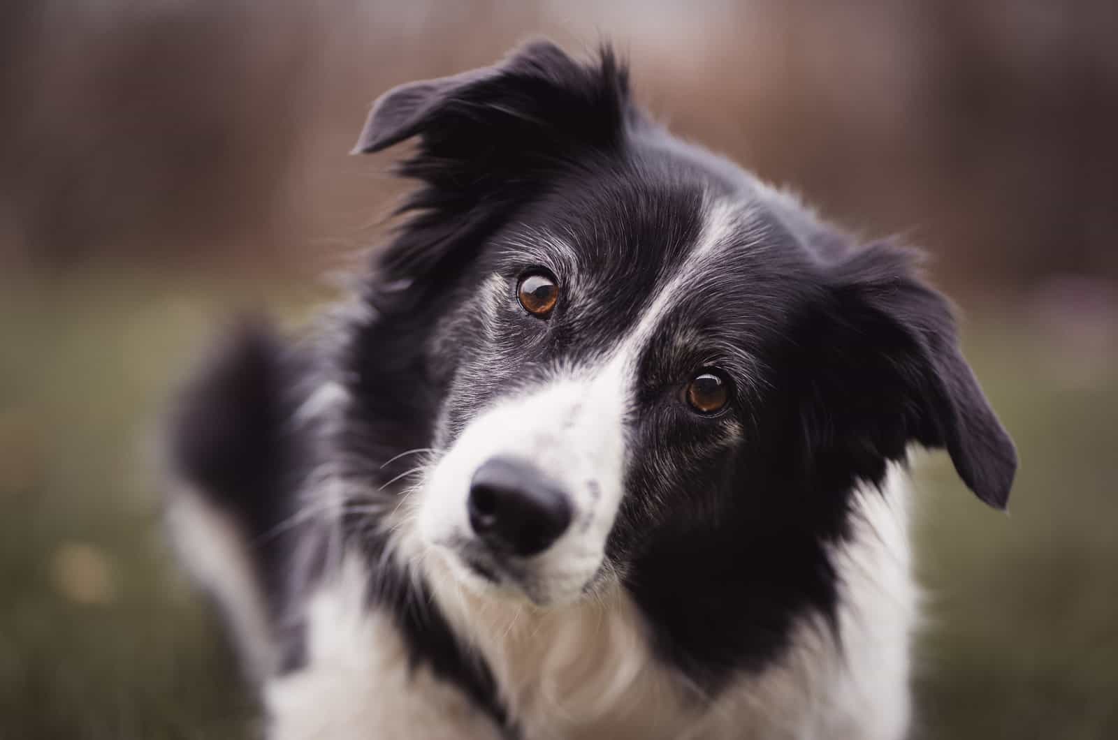 portrait of a border collie