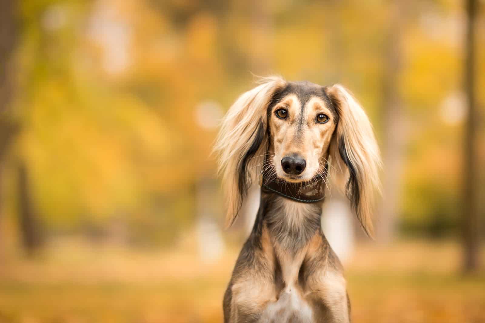 portrait of a cute saluki dog