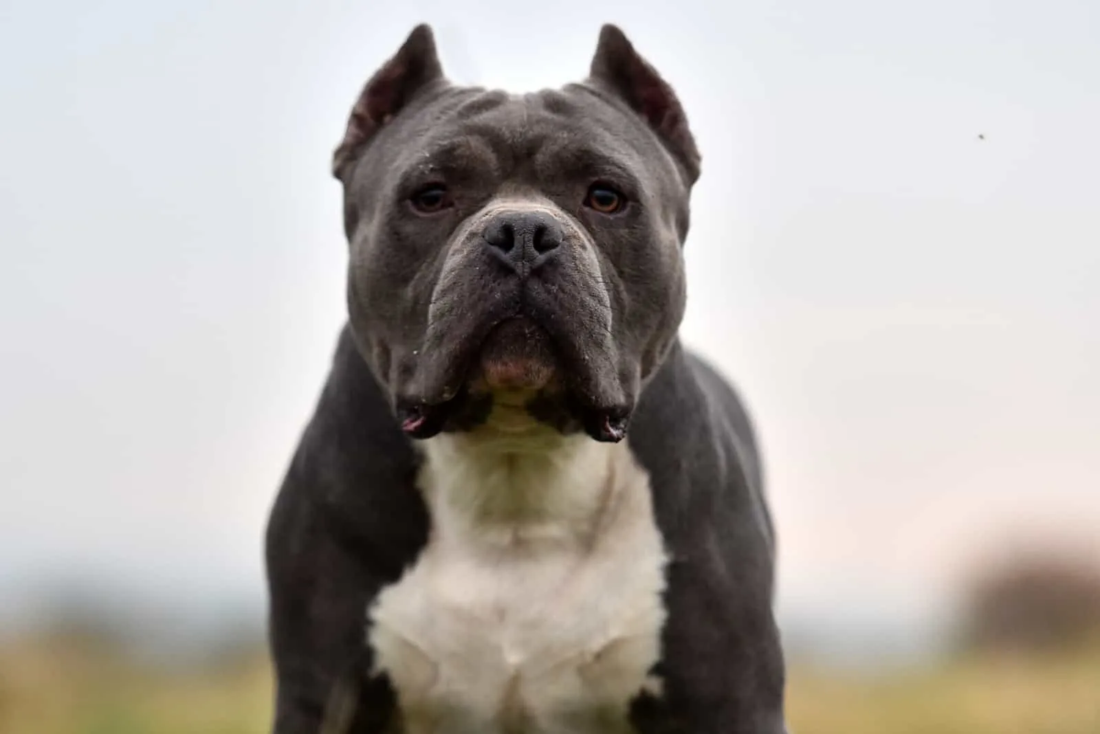 portrait of an american bully