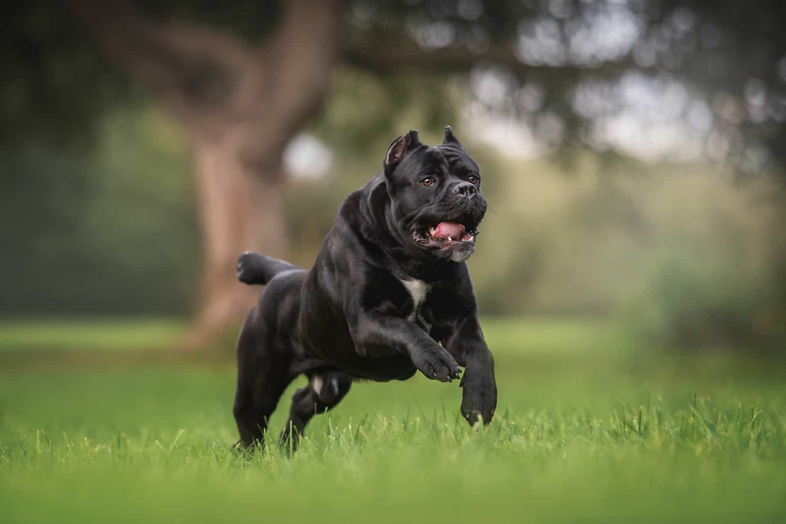 powerful male cane corso italiano running on green grass 