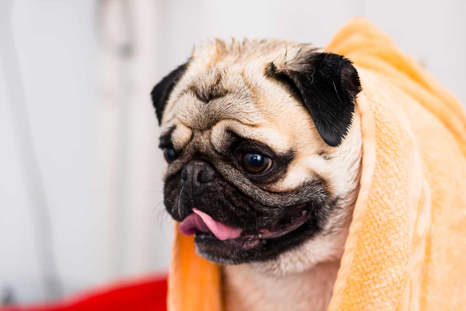 pug dog breed after bath