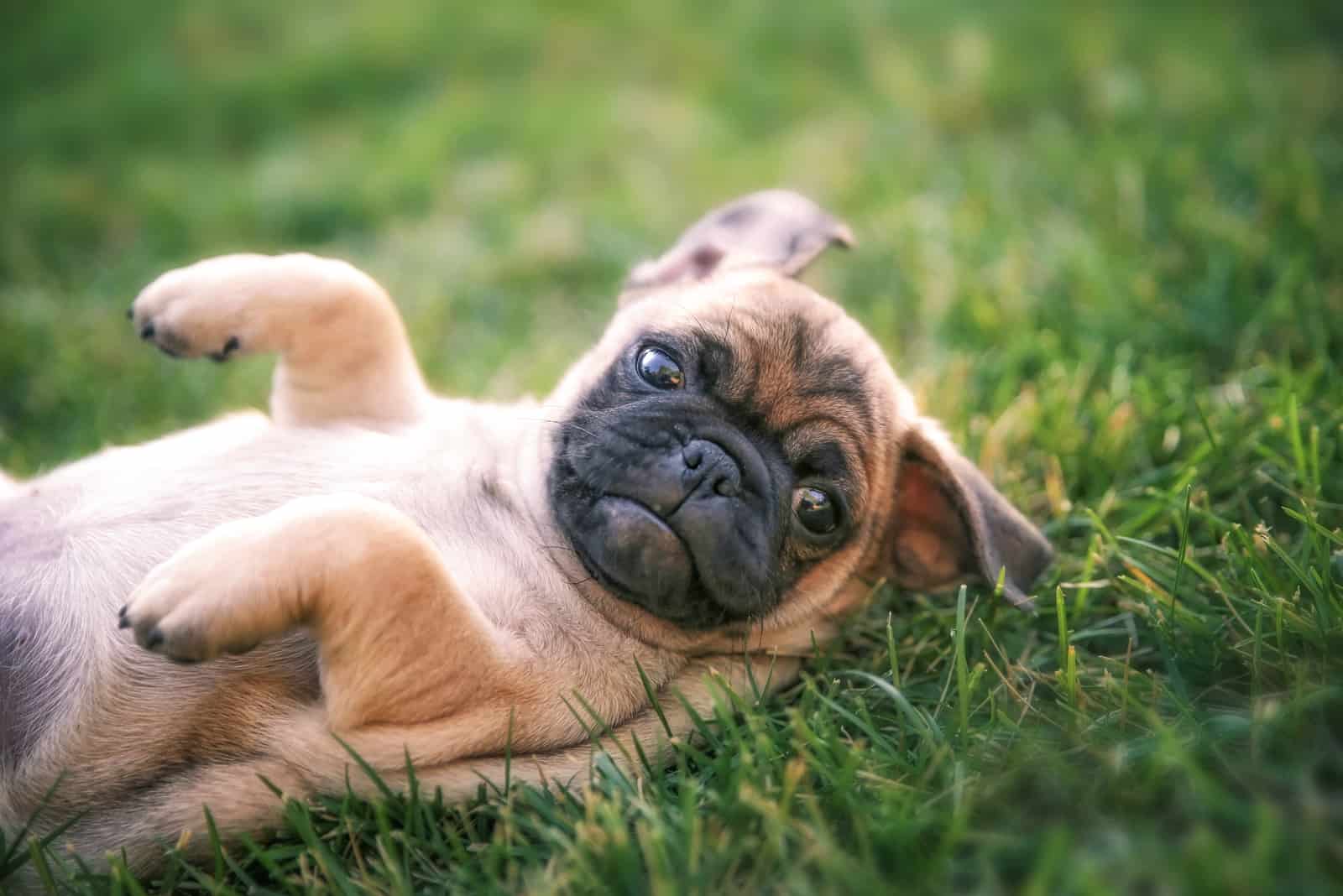 pug lying on back in the grass