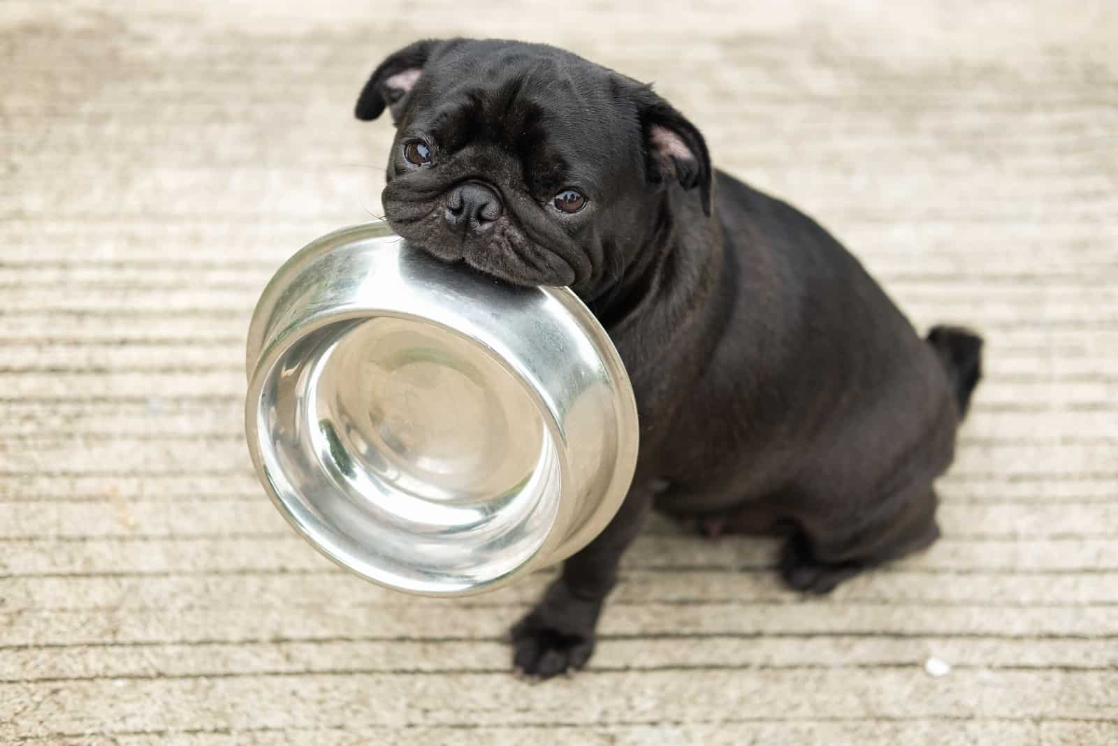 pug puppy holding a bowl in mouth