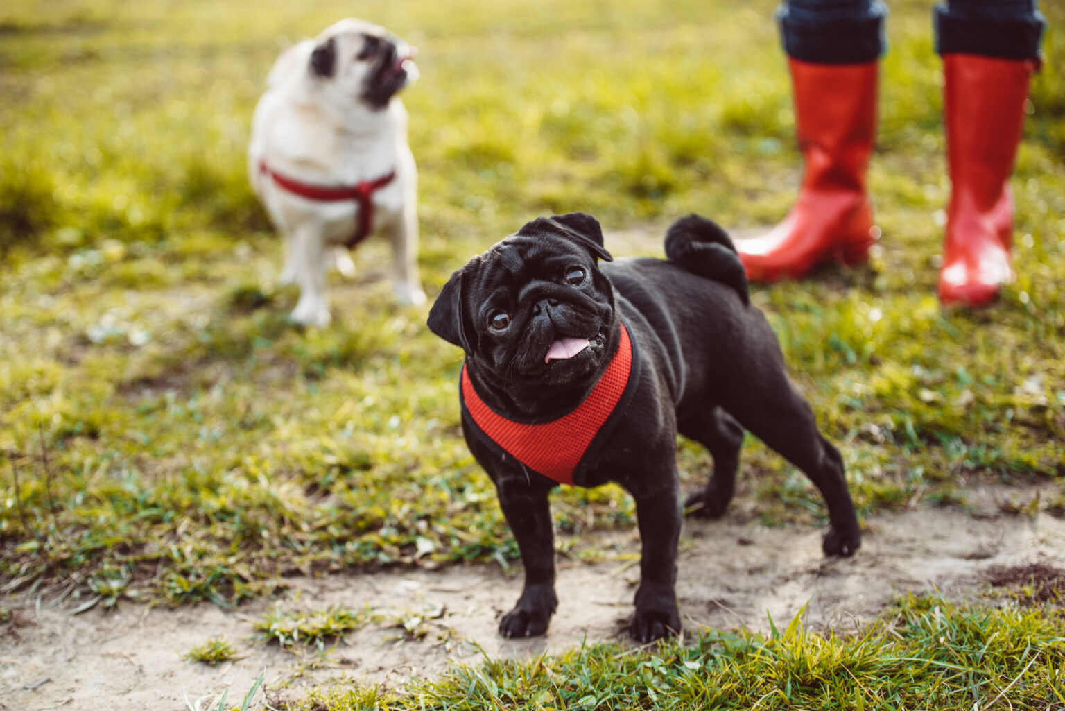 The 10 Best Harnesses For Pugs Top Safest Products