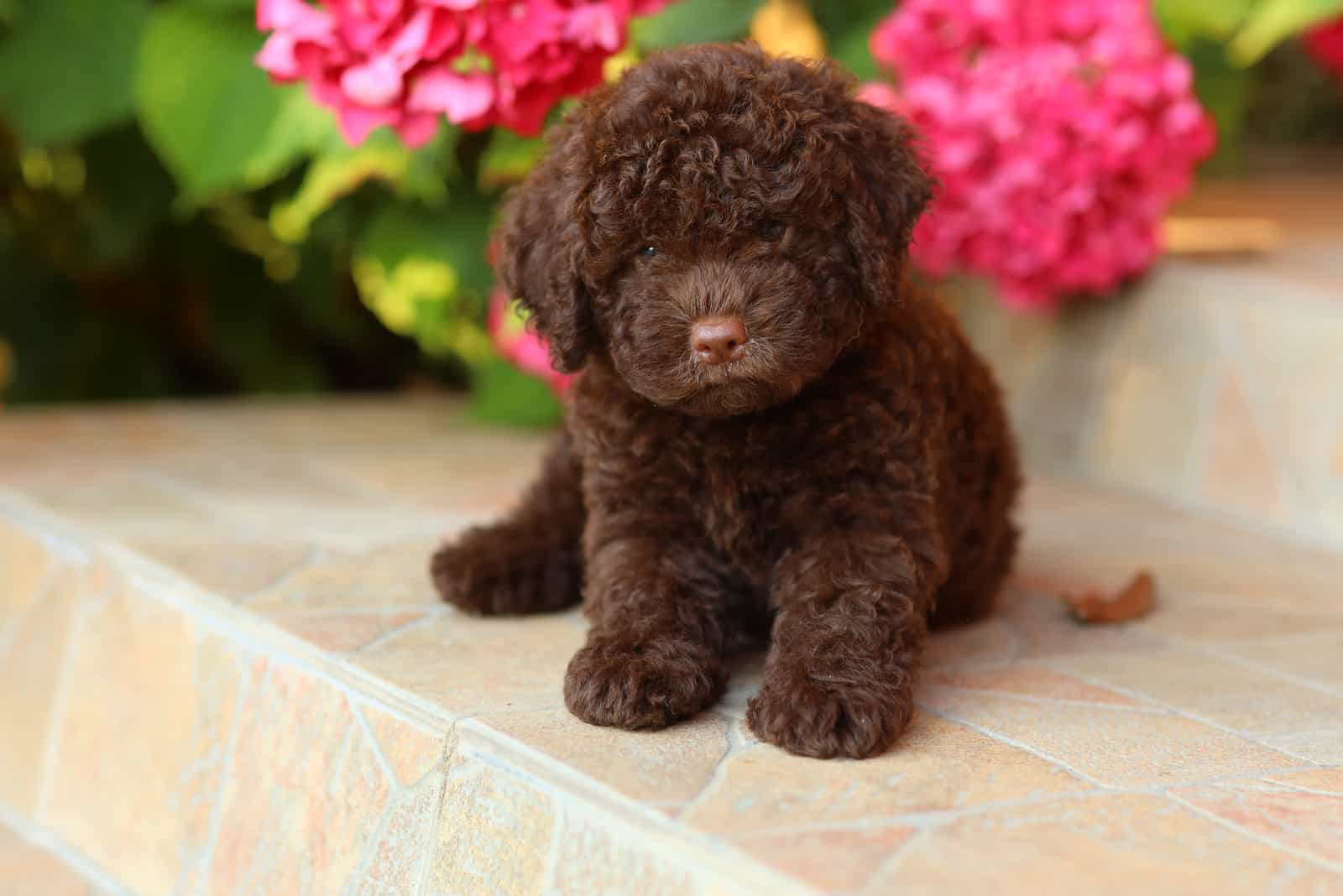 puppy of the lagotto romagnolo breed lying outdoor on the floor